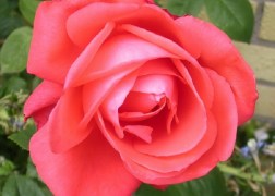 Teahibrid rózsa / Vulkan